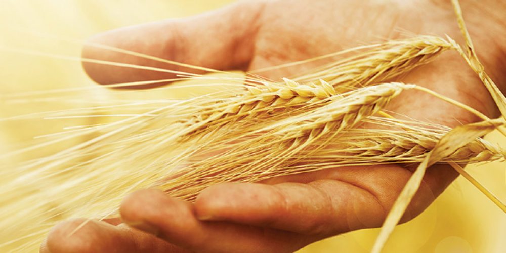 Наши руки в руках Господа “Благодарность” Ноябрь – Сергей Холостов